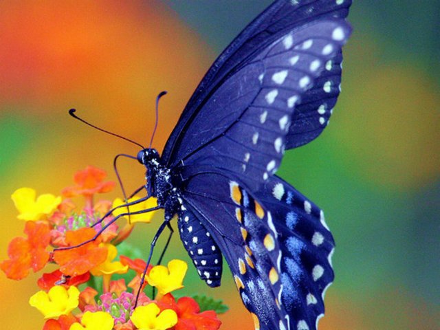 Все о бабочках в Краснодаре | ЗооТом портал о животных