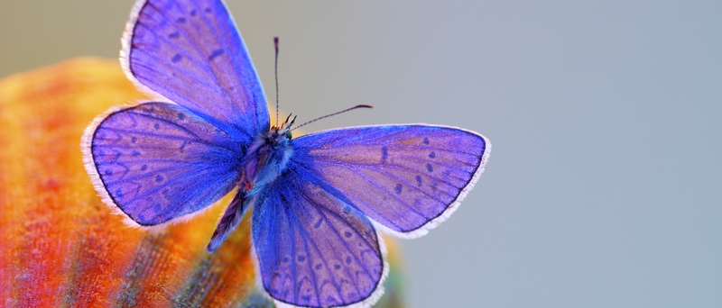 Все о бабочках в Краснодаре | ЗооТом портал о животных