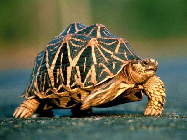 Все о черепахах в Краснодаре | ЗооТом портал о животных