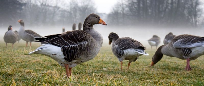 Все о гусях в Краснодаре | ЗооТом портал о животных