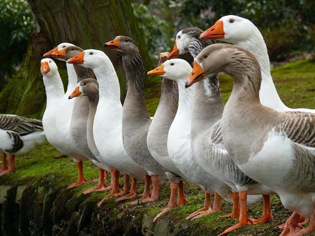 Породы гусей | ЗооТом - продажа, вязка и услуги для животных в Краснодаре