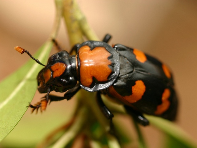 Все о жуках в Краснодаре | ЗооТом портал о животных