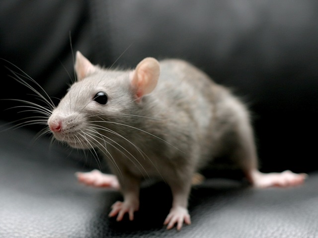 Все о крысах в Краснодаре | ЗооТом портал о животных