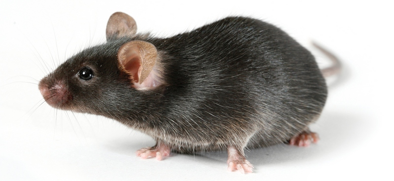 Все о крысах в Краснодаре | ЗооТом портал о животных