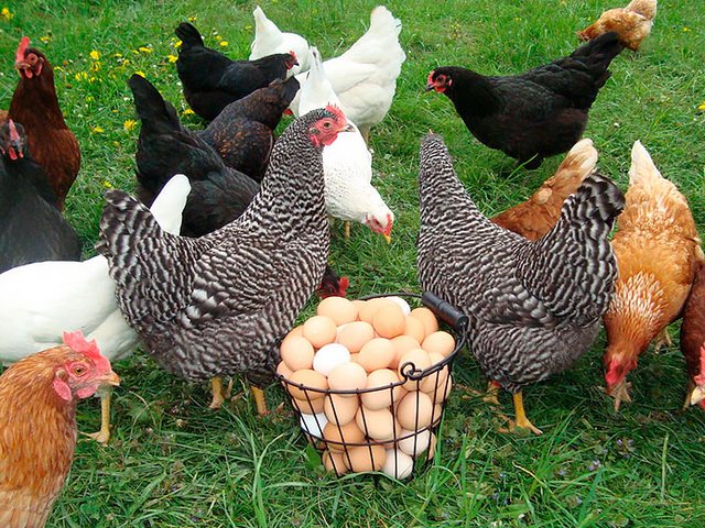 Содержание кур и уход за ними | ЗооТом - продажа, вязка и услуги для животных в Краснодаре