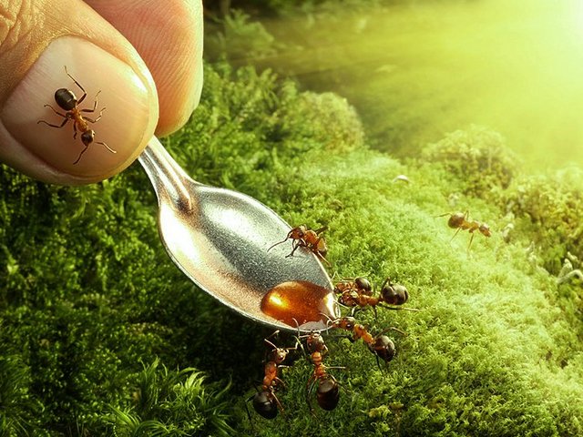 Все о муравьях в Краснодаре | ЗооТом портал о животных
