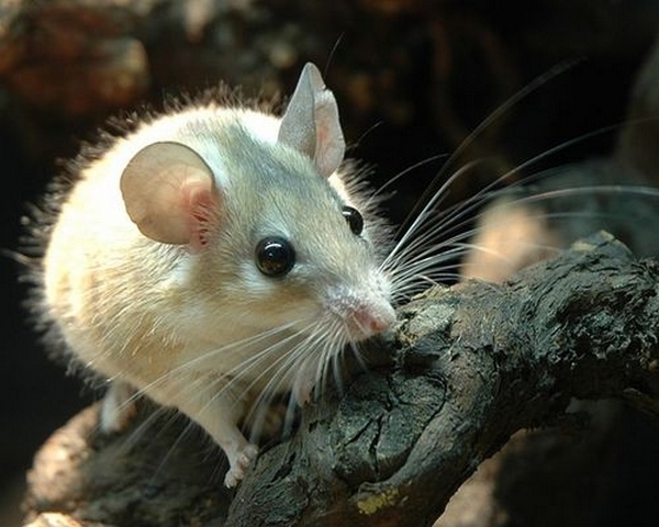 Все о мышах в Краснодаре | ЗооТом - продажа, вязка и услуги для животных в Краснодаре