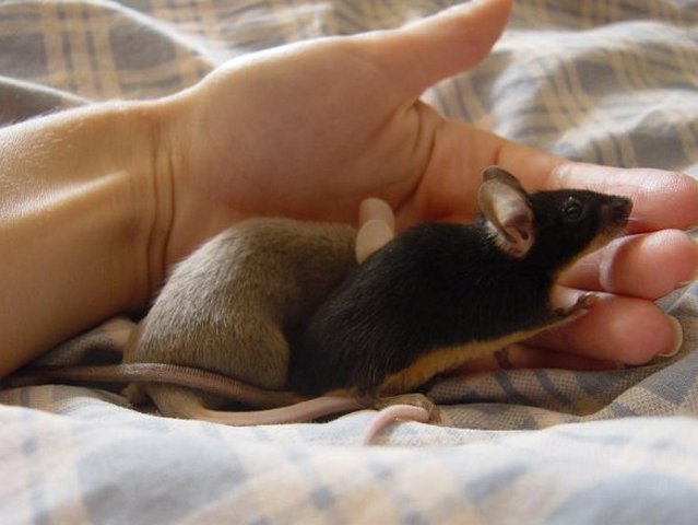 Все о мышах в Краснодаре | ЗооТом - продажа, вязка и услуги для животных в Краснодаре