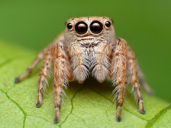 Все о пауках в Краснодаре | ЗооТом портал о животных