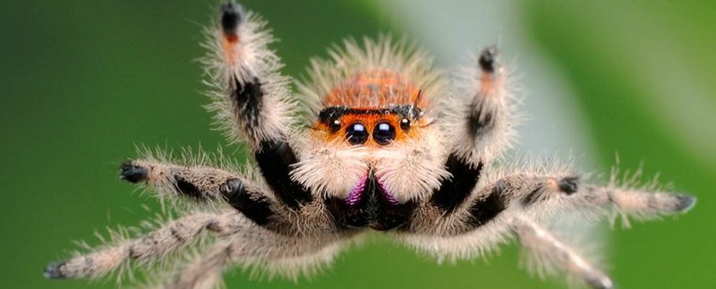 Все о пауках в Краснодаре | ЗооТом портал о животных