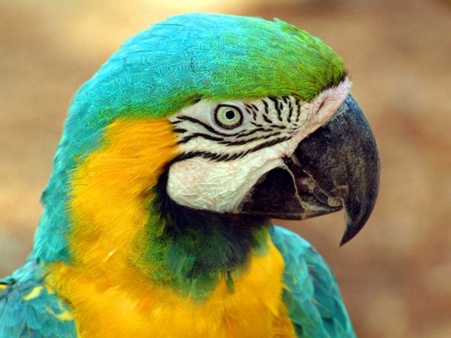 Все о попугаях в Краснодаре | ЗооТом портал о животных