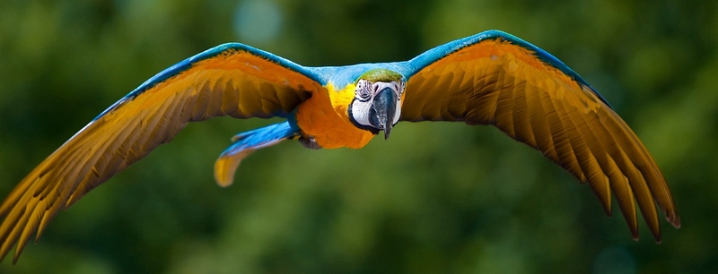 Все о попугаях в Краснодаре | ЗооТом портал о животных