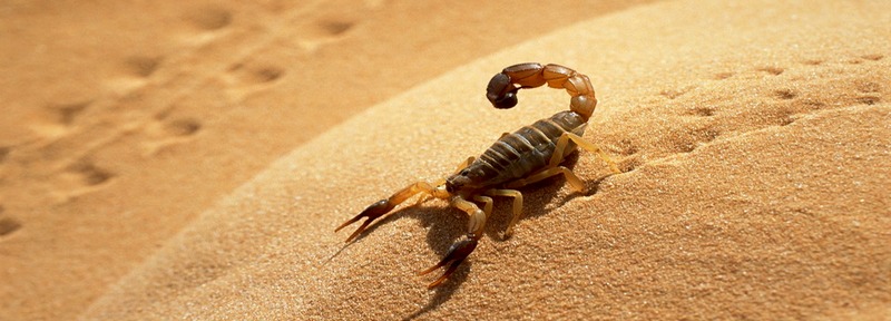 Все о скорпионах в Краснодаре | ЗооТом портал о животных