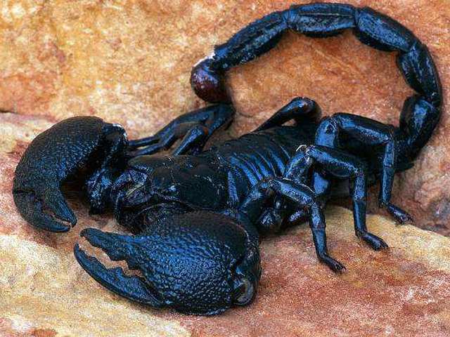 Все о скорпионах в Краснодаре | ЗооТом портал о животных