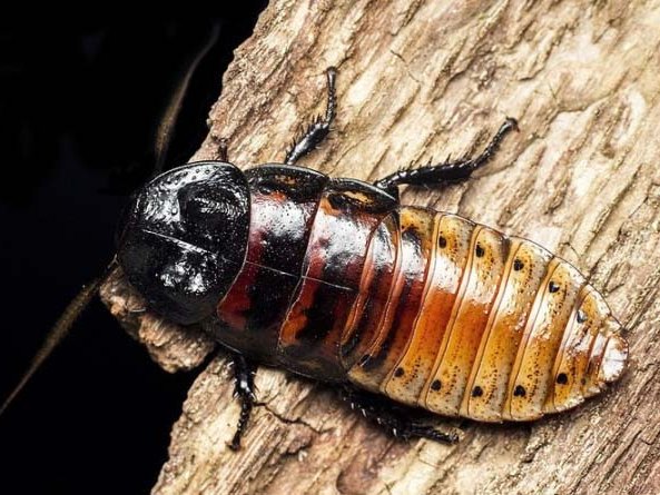 Все о тараканах в Краснодаре | ЗооТом портал о животных