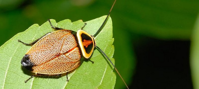 Все о тараканах в Краснодаре | ЗооТом портал о животных