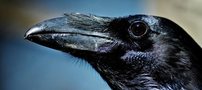 Все о воронах в Краснодаре | ЗооТом портал о животных