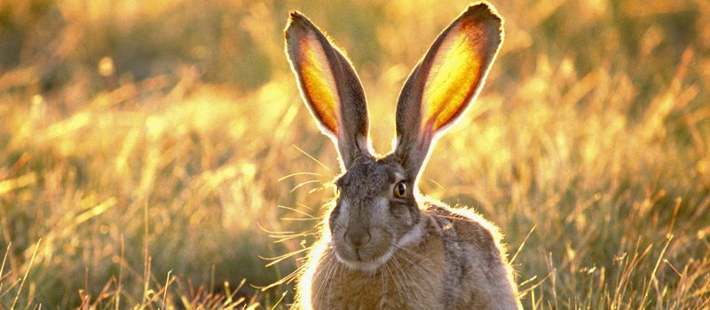 Все о зайцах | ЗооТом - продажа, вязка и услуги для животных в Краснодаре