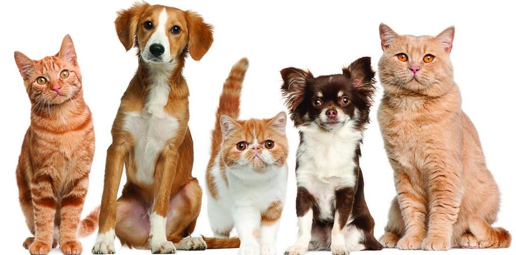 Доска объявлений о животных | ЗооТом - продажа, вязка и услуги для животных в Краснодаре