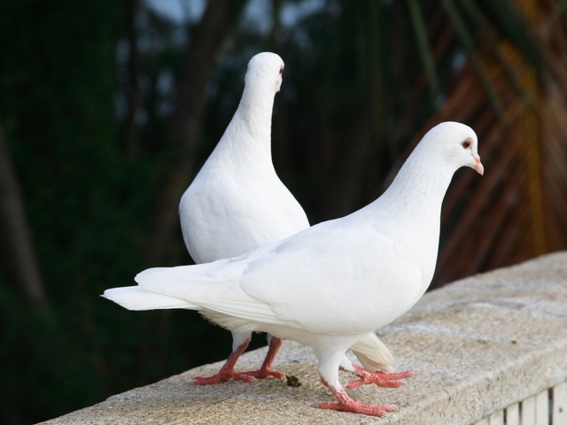 Все о голубях | ЗооТом - продажа, вязка и услуги для животных в Краснодаре