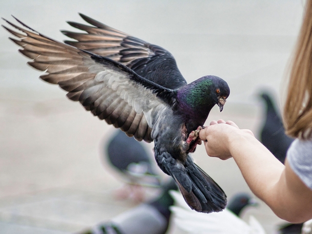 Все о голубях | ЗооТом - продажа, вязка и услуги для животных в Краснодаре