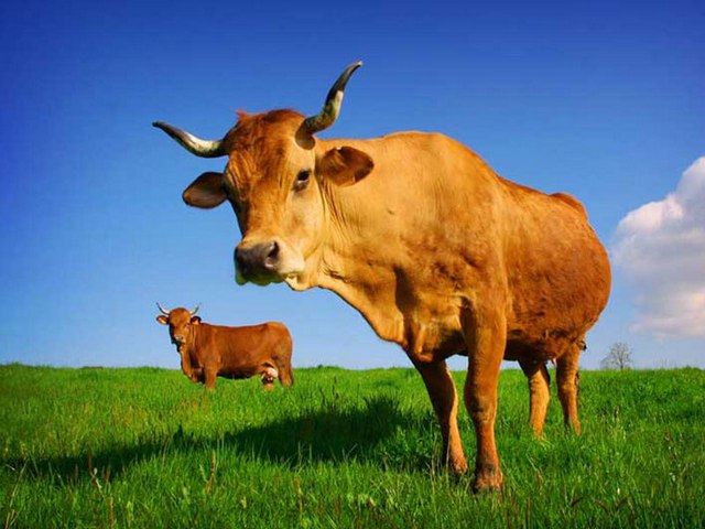 Все о коровах в Краснодаре | ЗооТом портал о животных