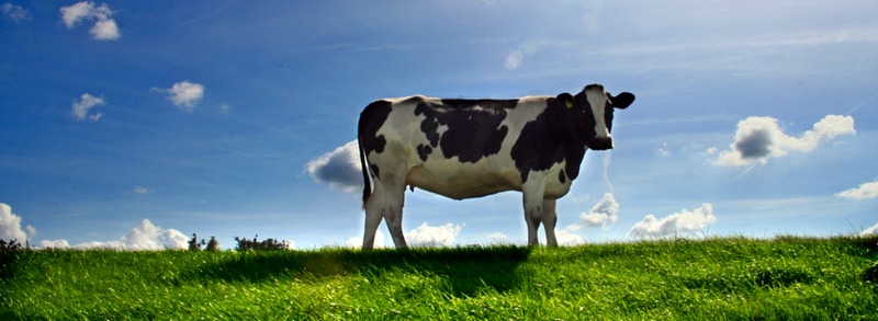 Все о коровах в Краснодаре | ЗооТом портал о животных