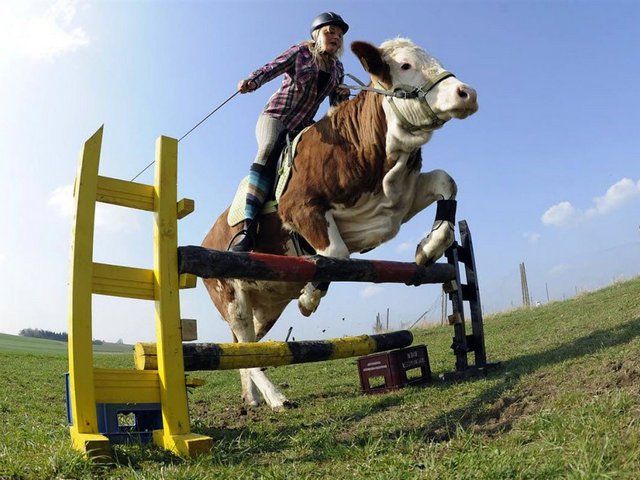 Статьи о коровах в Краснодаре | ЗооТом портал о животных