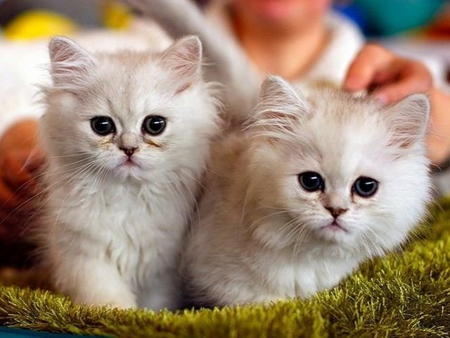 Породы кошек в Краснодаре | ЗооТом портал о животных