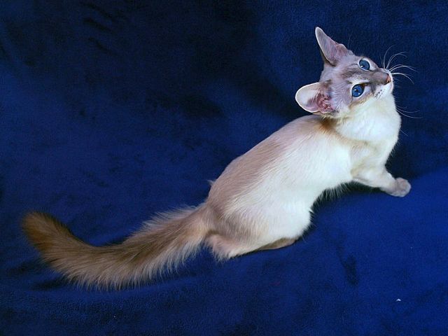 Выведенные породы кошек в Краснодаре | ЗооТом портал о животных