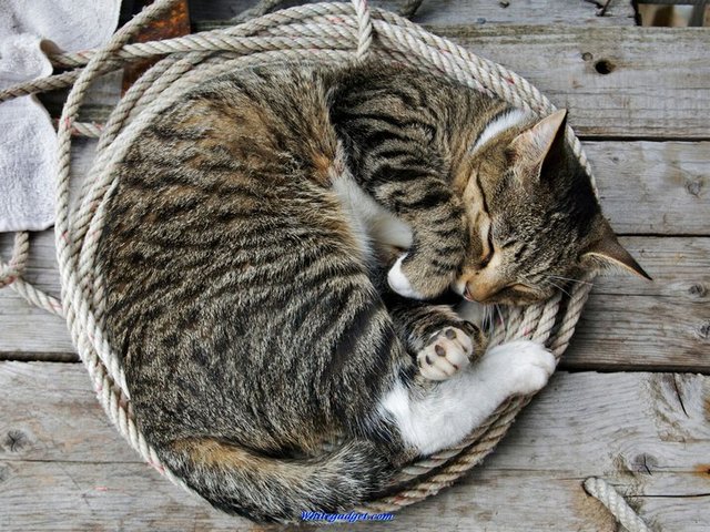 Все о кошках в Краснодаре | ЗооТом портал о животных