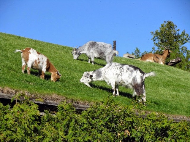 Все о козах в Краснодаре | ЗооТом портал о животных