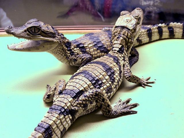 Все о крокодилах в Краснодаре | ЗооТом портал о животных