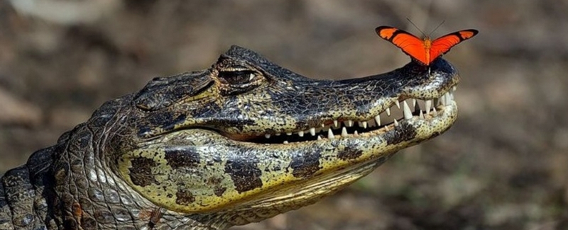 Все о крокодилах в Краснодаре | ЗооТом портал о животных