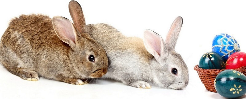 Все о кроликах в Краснодаре | ЗооТом портал о животных
