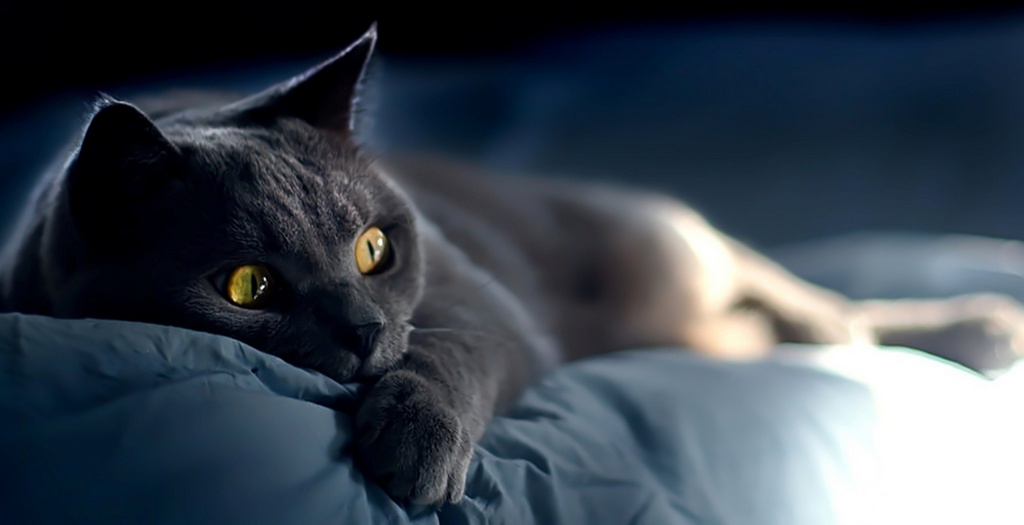 Объявления о кошках | ЗооТом - продажа, вязка и услуги для животных в Краснодаре