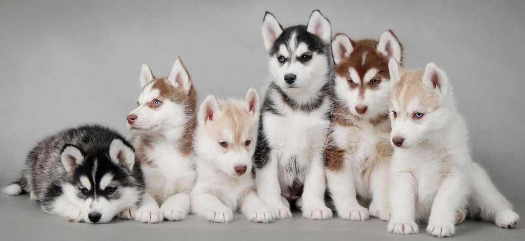 Объявления о собаках | ЗооТом - продажа, вязка и услуги для животных в Краснодаре