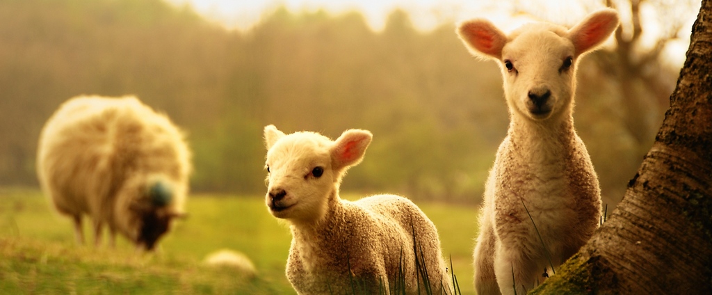 Объявления о сельскохозяйственных животных | ЗооТом - продажа, вязка и услуги для животных в Краснодаре