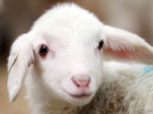 Овцы и бараны в Краснодаре | ЗооТом портал о животных