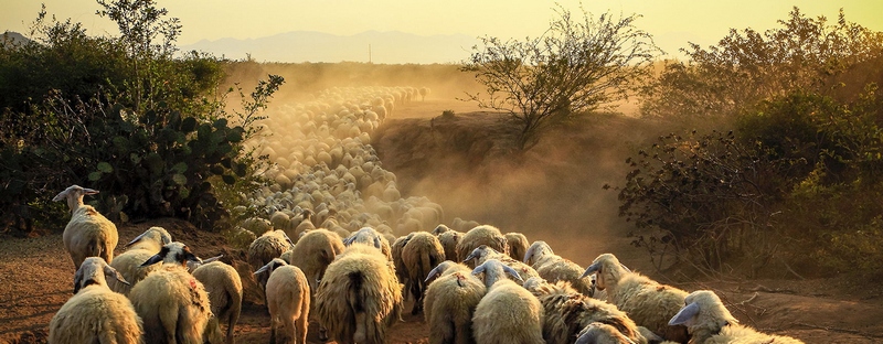 Все об овцах в Краснодаре | ЗооТом портал о животных