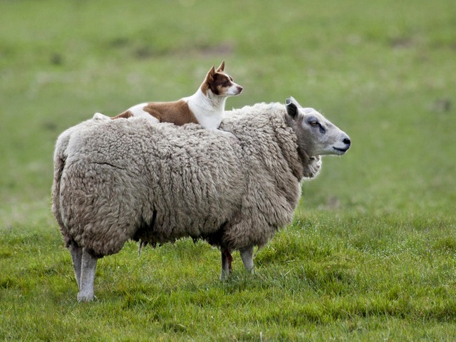 Все об овцах в Краснодаре | ЗооТом портал о животных