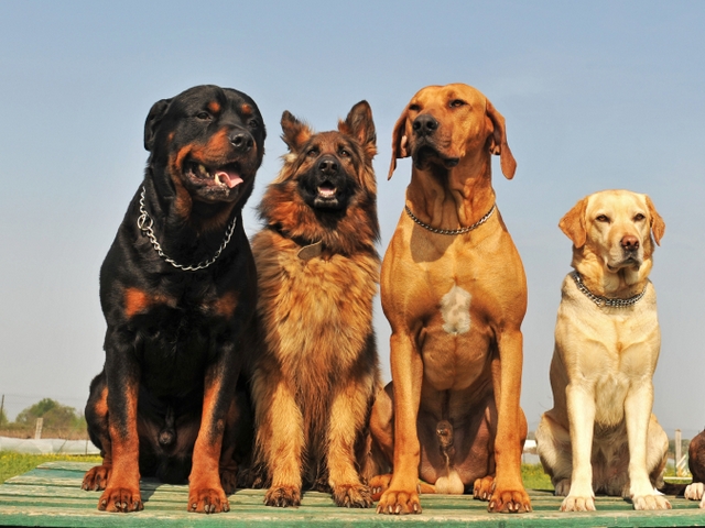 Крупные породы собак в Краснодаре | ЗооТом портал о животных