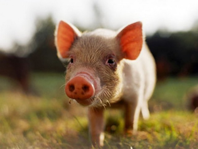 Все о свиньях в Краснодаре | ЗооТом портал о животных