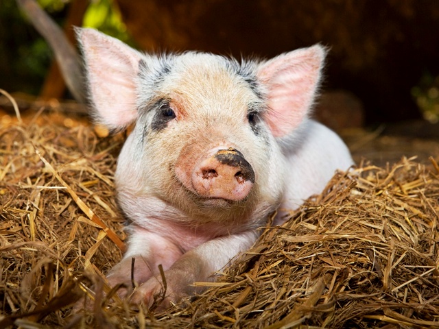 Все о свиньях в Краснодаре | ЗооТом портал о животных