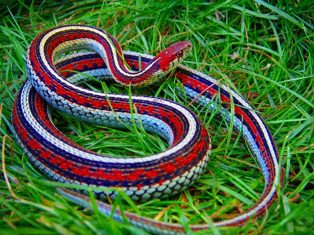 Все о змеях в Краснодаре | ЗооТом портал о животных